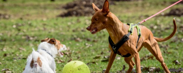 Serbest dolaşan köpeğe 96 euro ceza: "Göz yummayacağız"